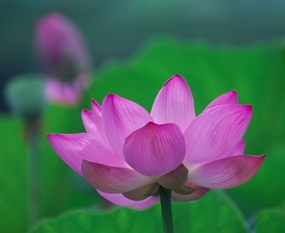 莲花池莲花花苞莲蓬莲叶摄影图片